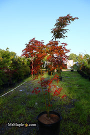 - FOR PICKUP ONLY | Acer palmatum 'Nebula' Variegated Japanese Maple | DOES NOT SHIP - Mr Maple │ Buy Japanese Maple Trees