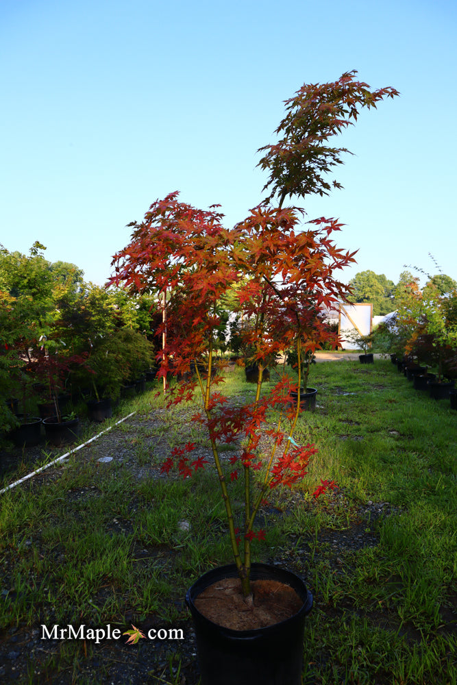 - FOR PICKUP ONLY | Acer palmatum 'Nebula' Variegated Japanese Maple | DOES NOT SHIP - Mr Maple │ Buy Japanese Maple Trees