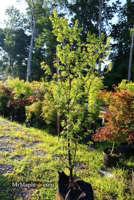 FOR PICK UP ONLY | Acer buergerianum 'Street Cred' Narrow Growing Trident Maple | DOES NOT SHIP