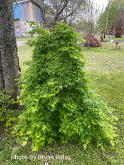 - FOR PICKUP ONLY | Acer palmatum 'Ryusen' Japanese Maple | DOES NOT SHIP - Mr Maple │ Buy Japanese Maple Trees
