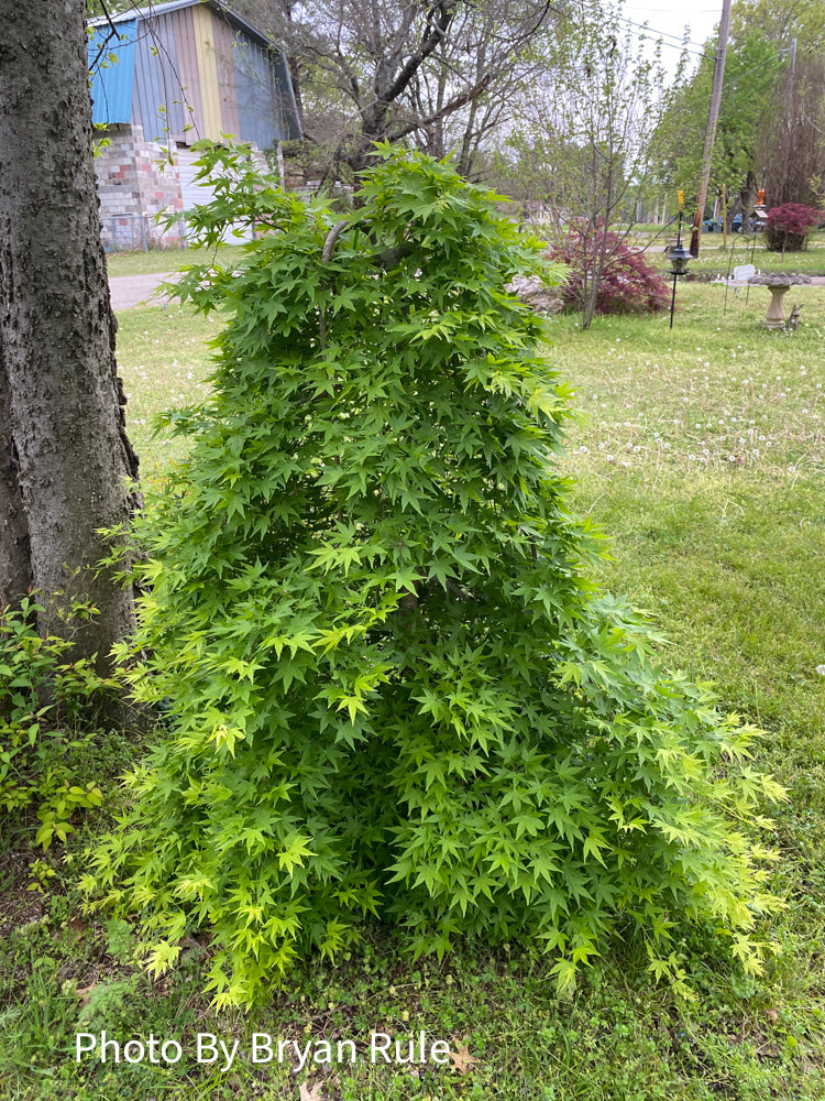 - FOR PICKUP ONLY | Acer palmatum 'Ryusen' Japanese Maple | DOES NOT SHIP - Mr Maple │ Buy Japanese Maple Trees