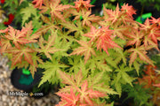 - Acer palmatum 'Ramona' Rare Japanese Maple - Mr Maple │ Buy Japanese Maple Trees