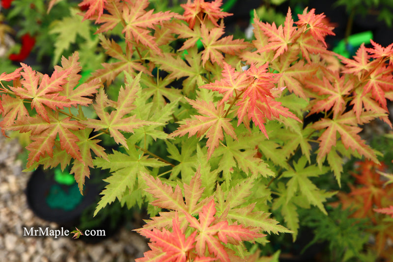 - Acer palmatum 'Ramona' Rare Japanese Maple - Mr Maple │ Buy Japanese Maple Trees