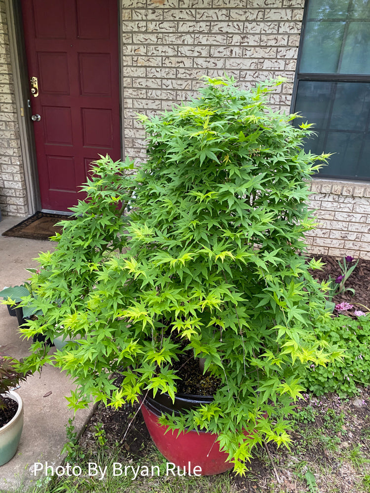 - FOR PICKUP ONLY | Acer palmatum 'Ryusen' Japanese Maple | DOES NOT SHIP - Mr Maple │ Buy Japanese Maple Trees