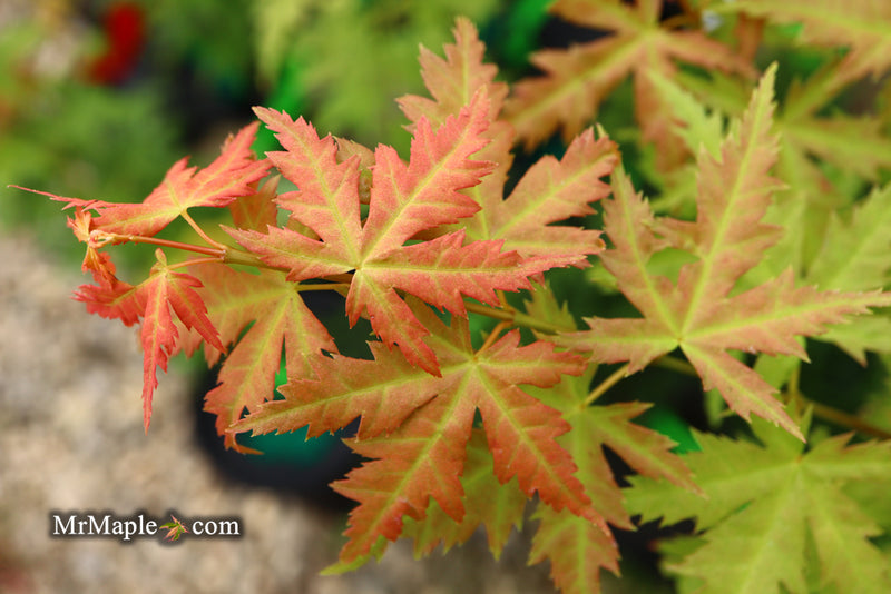 - Acer palmatum 'Ramona' Rare Japanese Maple - Mr Maple │ Buy Japanese Maple Trees