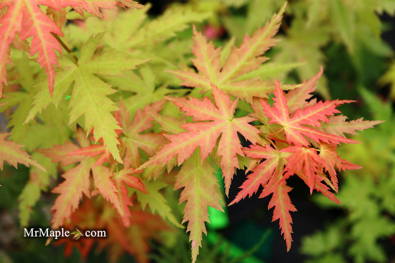 - Acer palmatum 'Ramona' Rare Japanese Maple - Mr Maple │ Buy Japanese Maple Trees