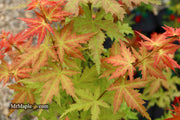 - Acer palmatum 'Ramona' Rare Japanese Maple - Mr Maple │ Buy Japanese Maple Trees