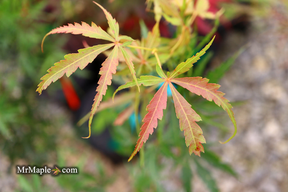 Acer palmatum 'Englishtown W.B.' Dwarf Red Japanese Maple