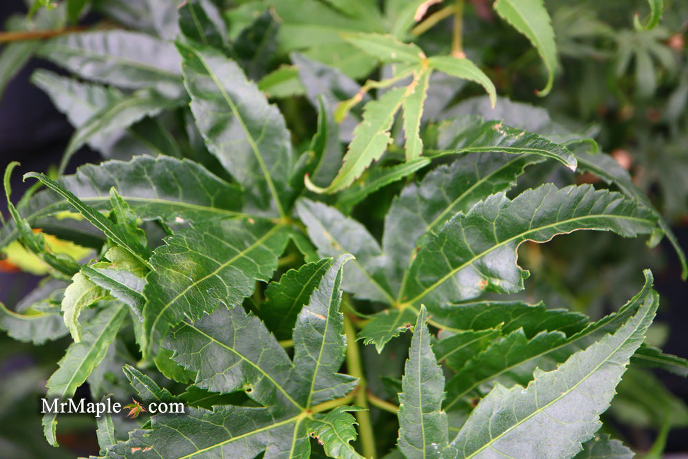 Acer palmatum 'Shishi yatsubusa' Rare Japanese Maple