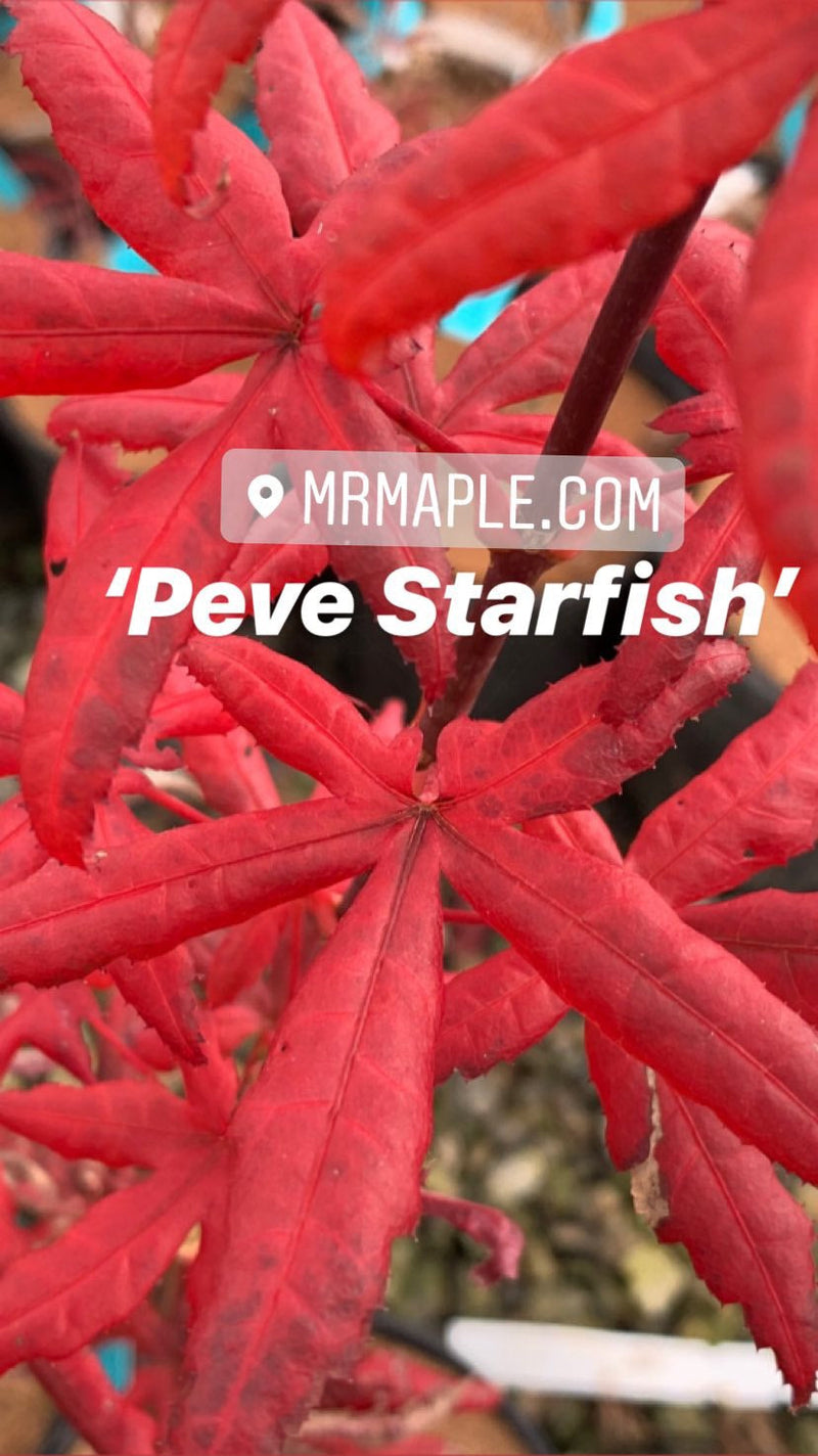 - FOR PICK UP ONLY | Acer palmatum 'Peve Starfish' Japanese Maple | DOES NOT SHIP - Mr Maple │ Buy Japanese Maple Trees