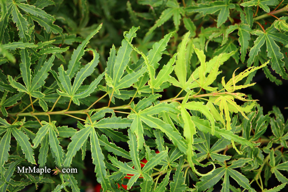 Acer palmatum 'Lily Pad'  Dwarf Japanese Maple