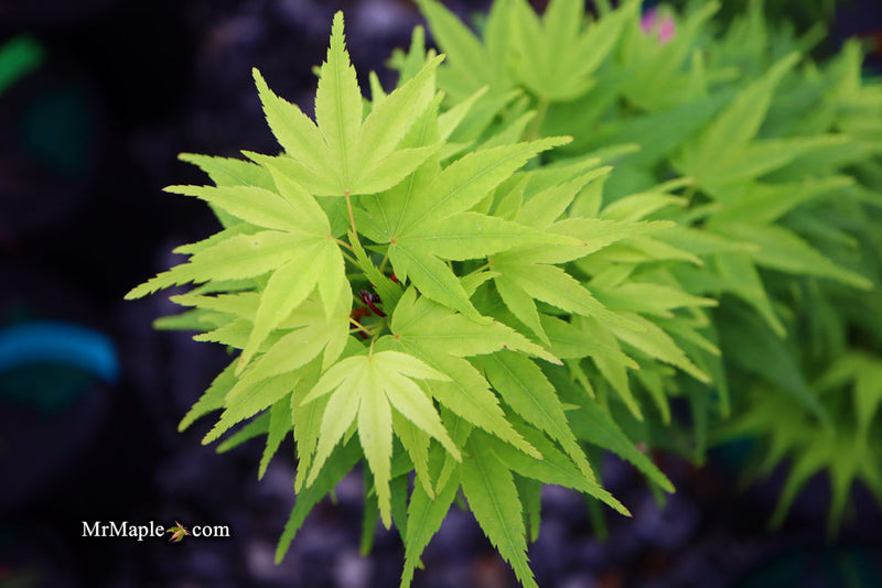 - FOR PICK UP ONLY | Acer palmatum 'Mikawa yatsubusa' Dwarf Japanese Maple | DOES NOT SHIP - Mr Maple │ Buy Japanese Maple Trees