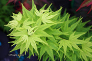 - FOR PICK UP ONLY | Acer palmatum 'Mikawa yatsubusa' Dwarf Japanese Maple | DOES NOT SHIP - Mr Maple │ Buy Japanese Maple Trees