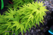 - FOR PICK UP ONLY | Acer palmatum 'Mikawa yatsubusa' Dwarf Japanese Maple | DOES NOT SHIP - Mr Maple │ Buy Japanese Maple Trees