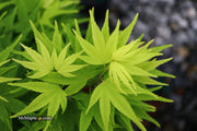 - FOR PICK UP ONLY | Acer palmatum 'Mikawa yatsubusa' Dwarf Japanese Maple | DOES NOT SHIP - Mr Maple │ Buy Japanese Maple Trees
