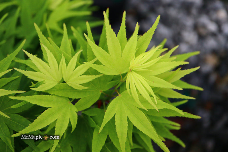 - FOR PICK UP ONLY | Acer palmatum 'Mikawa yatsubusa' Dwarf Japanese Maple | DOES NOT SHIP - Mr Maple │ Buy Japanese Maple Trees