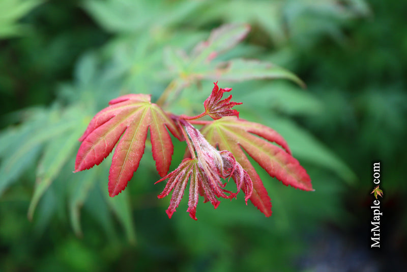 - Acer palmatum 'Osakazuki' Japanese Maple - Mr Maple │ Buy Japanese Maple Trees