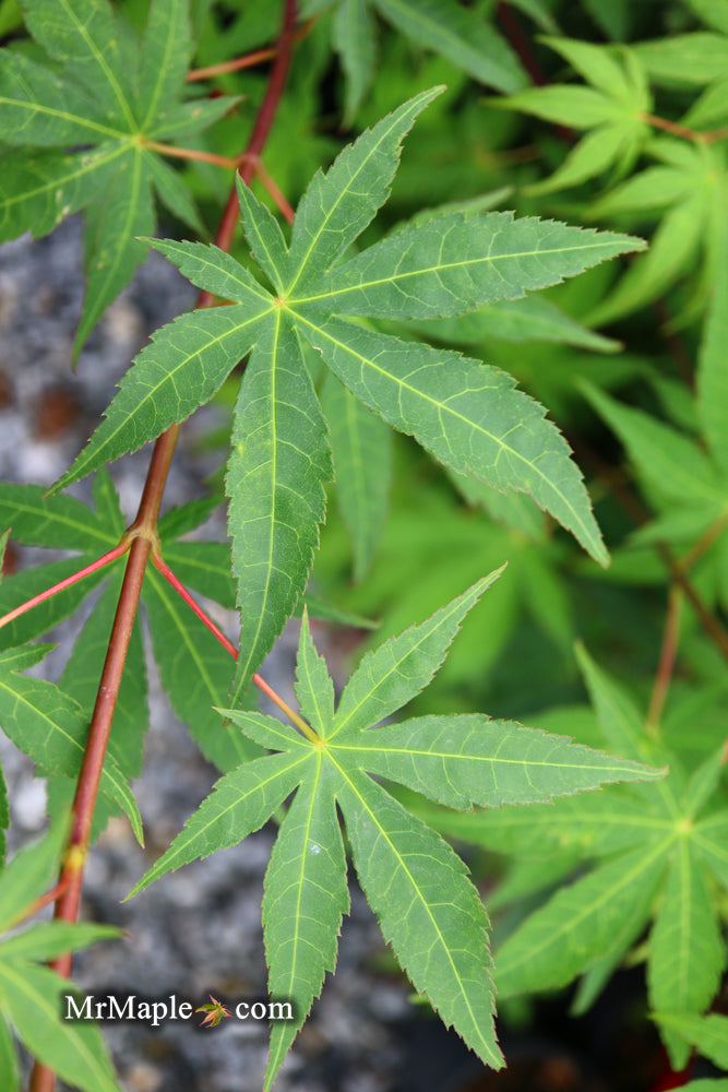 - Acer palmatum 'Osakazuki' Japanese Maple - Mr Maple │ Buy Japanese Maple Trees