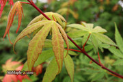 - Acer palmatum 'Osakazuki' Japanese Maple - Mr Maple │ Buy Japanese Maple Trees