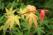 - Acer palmatum 'Osakazuki' Japanese Maple - Mr Maple │ Buy Japanese Maple Trees