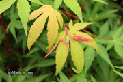 - Acer palmatum 'Osakazuki' Japanese Maple - Mr Maple │ Buy Japanese Maple Trees