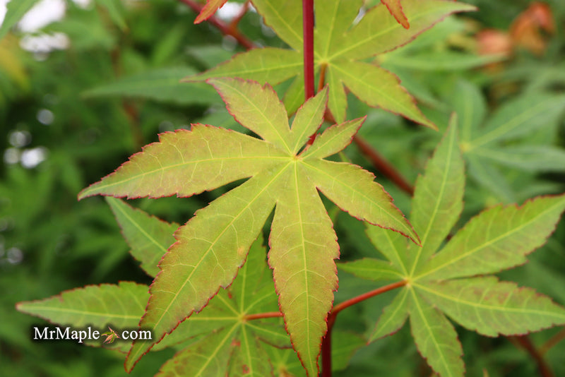 - Acer palmatum 'Osakazuki' Japanese Maple - Mr Maple │ Buy Japanese Maple Trees