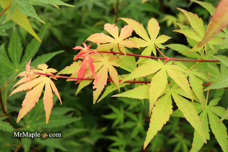 - Acer palmatum 'Osakazuki' Japanese Maple - Mr Maple │ Buy Japanese Maple Trees
