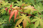 - Acer palmatum 'Osakazuki' Japanese Maple - Mr Maple │ Buy Japanese Maple Trees