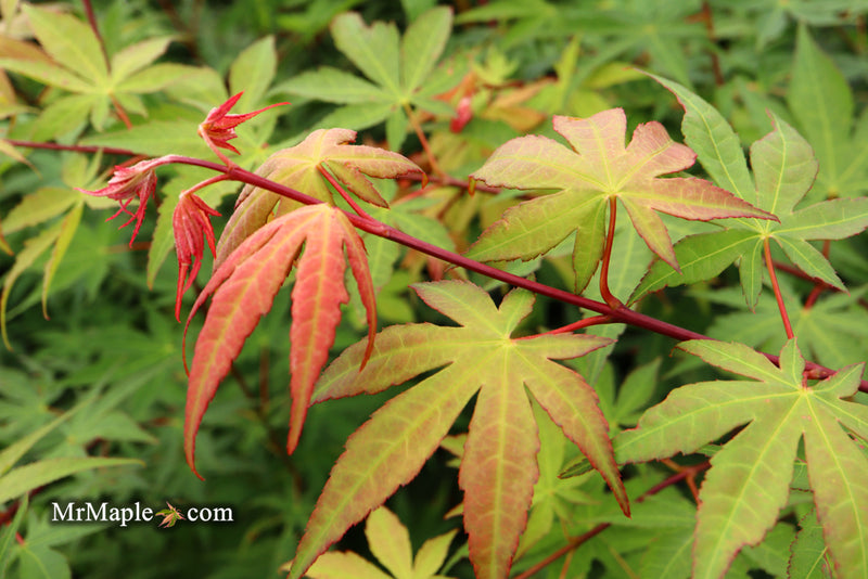 - Acer palmatum 'Osakazuki' Japanese Maple - Mr Maple │ Buy Japanese Maple Trees