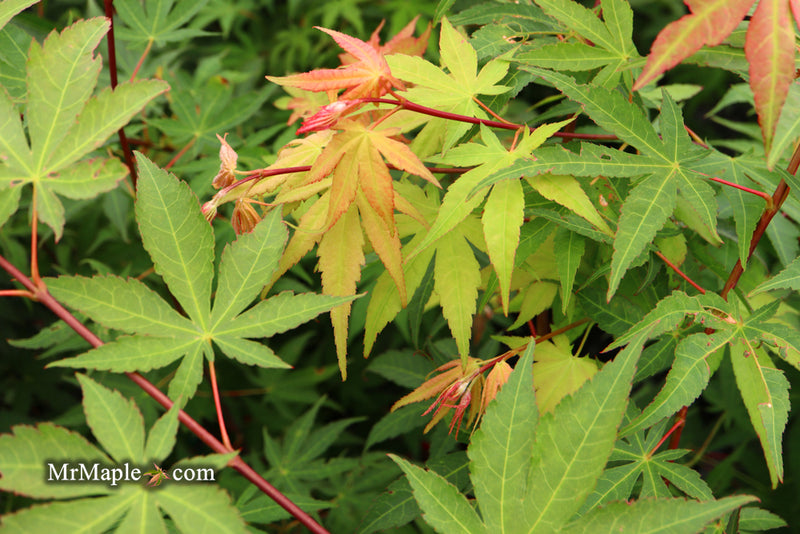 - Acer palmatum 'Osakazuki' Japanese Maple - Mr Maple │ Buy Japanese Maple Trees