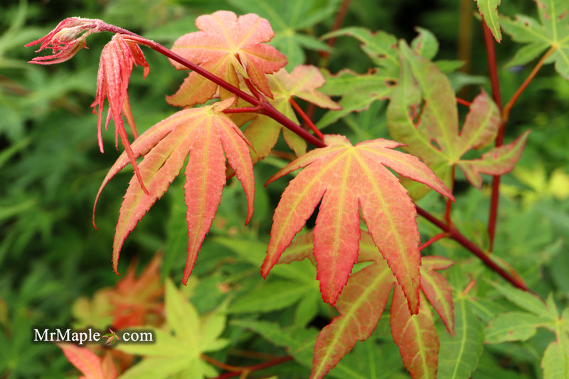 - Acer palmatum 'Osakazuki' Japanese Maple - Mr Maple │ Buy Japanese Maple Trees