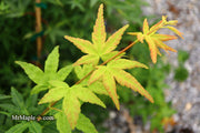 - FOR PICKUP ONLY | Acer palmatum 'Ryusen' Japanese Maple | DOES NOT SHIP - Mr Maple │ Buy Japanese Maple Trees