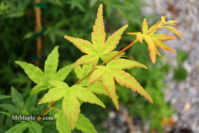- FOR PICKUP ONLY | Acer palmatum 'Ryusen' Japanese Maple | DOES NOT SHIP - Mr Maple │ Buy Japanese Maple Trees