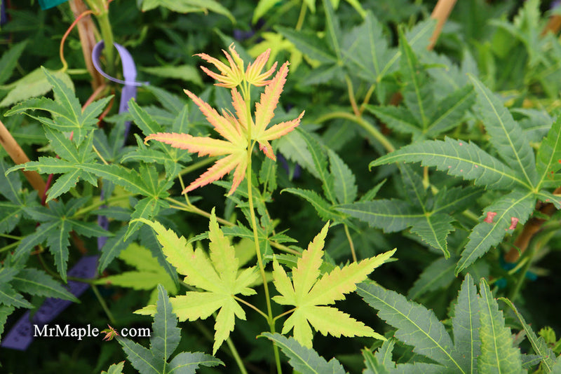 - FOR PICKUP ONLY | Acer palmatum 'Ryusen' Japanese Maple | DOES NOT SHIP - Mr Maple │ Buy Japanese Maple Trees