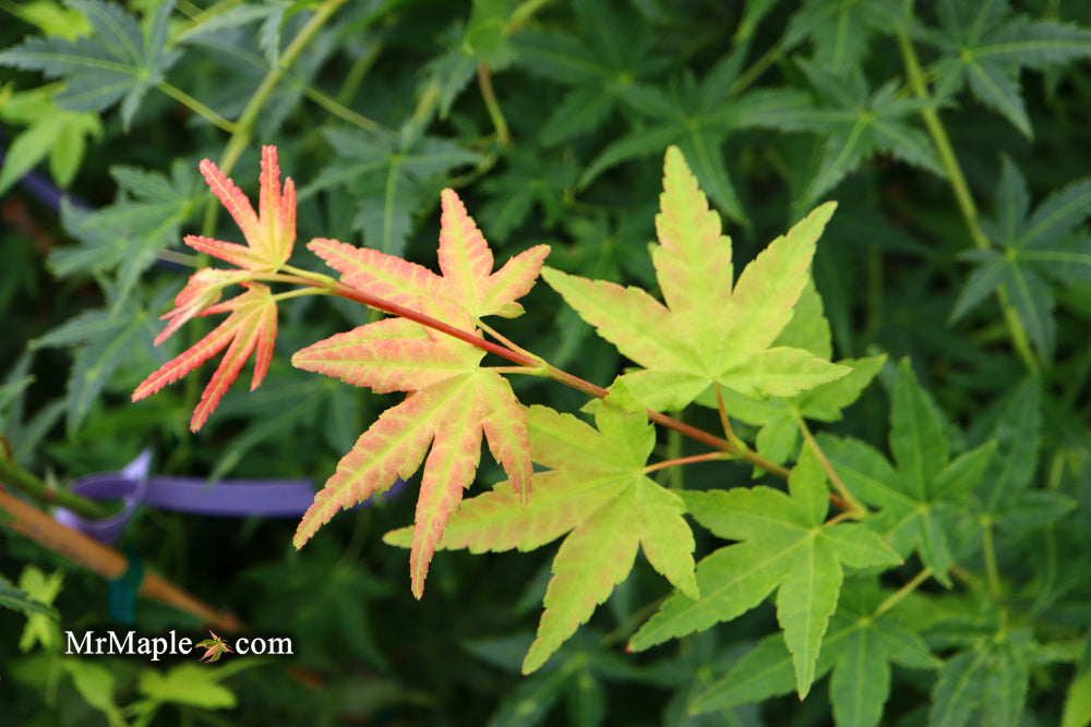 FOR PICKUP ONLY | Acer palmatum 'Ryusen' Japanese Maple | DOES NOT SHIP