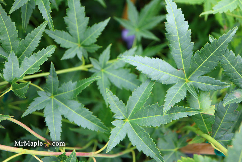 - FOR PICKUP ONLY | Acer palmatum 'Ryusen' Japanese Maple | DOES NOT SHIP - Mr Maple │ Buy Japanese Maple Trees