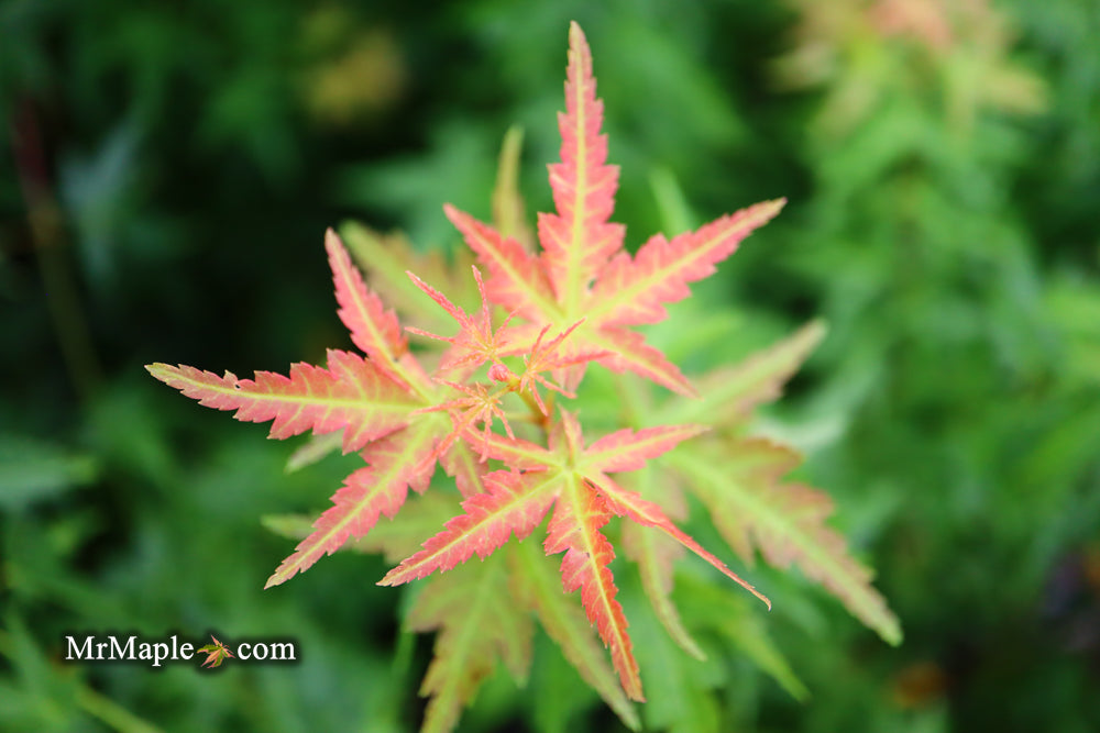 Acer palmatum 'Goshiki kotohime' Dwarf Japanese Maple