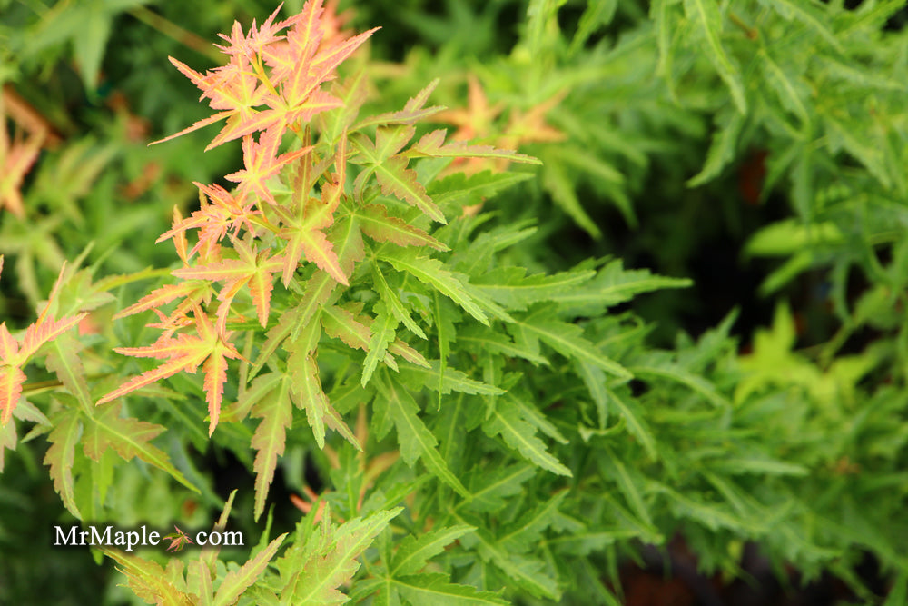 FOR PICKUP ONLY | Acer palmatum 'Goshiki kotohime' Dwarf Japanese Maple | DOES NOT SHIP