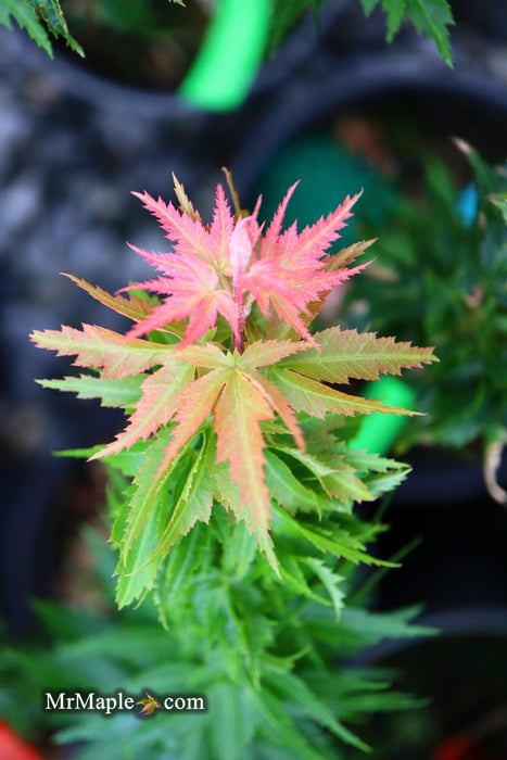 Acer palmatum 'Hupp's Dwarf' Japanese Maple
