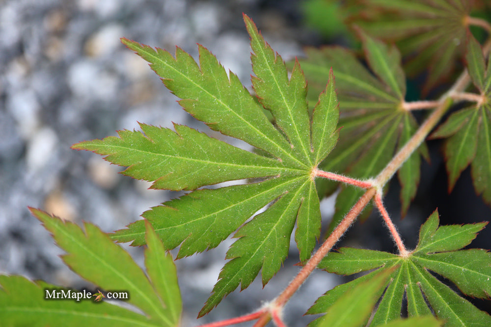 Acer pseudosieboldianum 'Hasselkus' Rare Japanese Maple