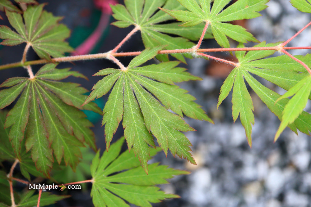 Acer pseudosieboldianum 'Hasselkus' Rare Japanese Maple