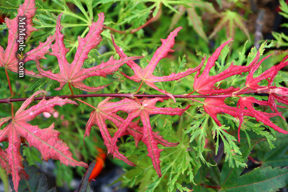 Acer palmatum 'Uncle Ghost' Japanese Maple