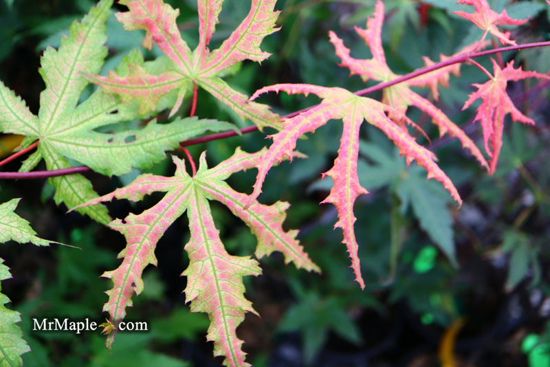 - Acer palmatum 'Amber Ghost' Japanese Maple - Mr Maple │ Buy Japanese Maple Trees
