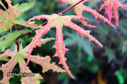 - Acer palmatum 'Amber Ghost' Japanese Maple - Mr Maple │ Buy Japanese Maple Trees