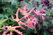 - Acer palmatum 'Amber Ghost' Japanese Maple - Mr Maple │ Buy Japanese Maple Trees