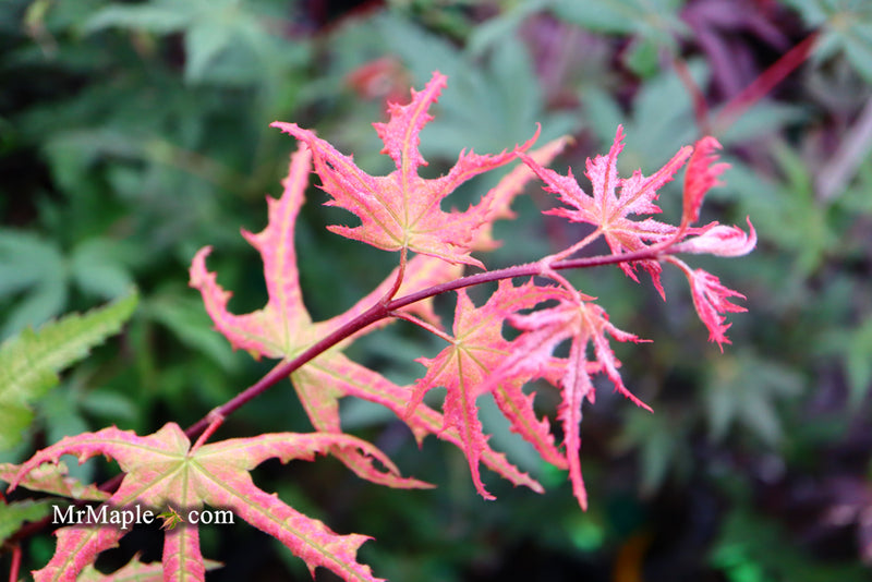- Acer palmatum 'Amber Ghost' Japanese Maple - Mr Maple │ Buy Japanese Maple Trees