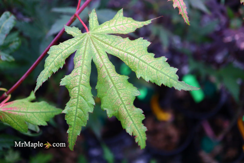 - Acer palmatum 'Amber Ghost' Japanese Maple - Mr Maple │ Buy Japanese Maple Trees
