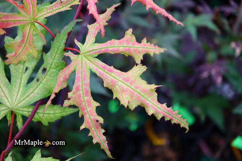 - Acer palmatum 'Amber Ghost' Japanese Maple - Mr Maple │ Buy Japanese Maple Trees