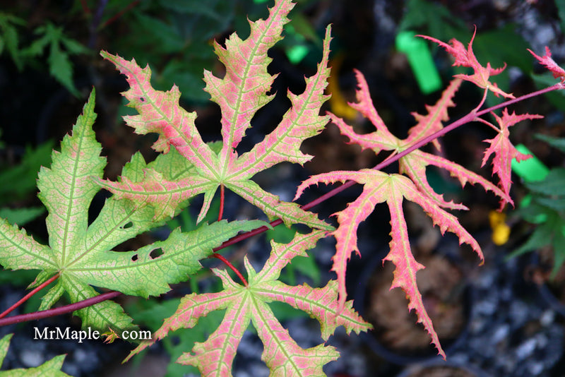 - Acer palmatum 'Amber Ghost' Japanese Maple - Mr Maple │ Buy Japanese Maple Trees