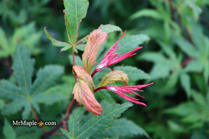 - Acer palmatum 'Amber Ghost' Japanese Maple - Mr Maple │ Buy Japanese Maple Trees
